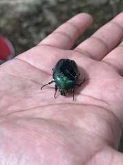 Cotinis viridicyanea