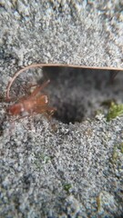 Formica pallidefulva