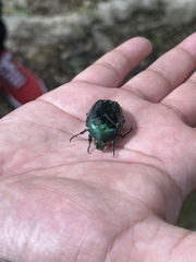 Cotinis viridicyanea