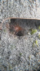 Formica pallidefulva