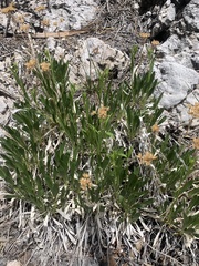 Petradoria pumila