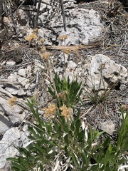 Petradoria pumila