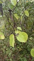 Cercis siliquastrum