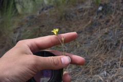 Sisymbrium linifolium