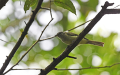 Nesotriccus incomtus