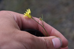 Sisymbrium linifolium
