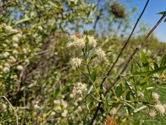 Cephalanthus glabratus