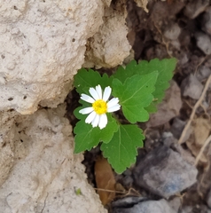 Perityle microglossa