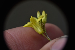 Sisymbrium linifolium