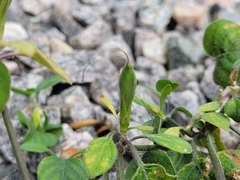 Ruellia prostrata