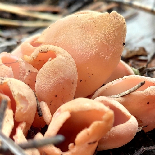 hare's ear