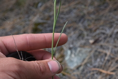 Sisymbrium linifolium