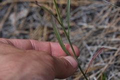 Sisymbrium linifolium