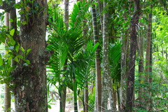 Areca catechu