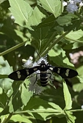 Syntomeida melanthus