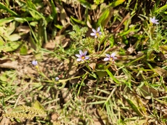 Sisyrinchium rosulatum