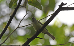 Nesotriccus incomtus