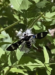 Syntomeida melanthus