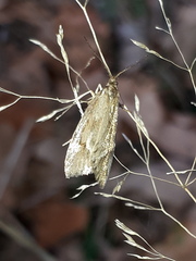 Diurnea lipsiella