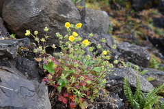 Potentilla asperrima