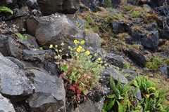 Potentilla asperrima