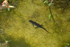 Cynops pyrrhogaster