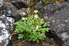 Drymocallis inquinans