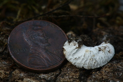 Hypomyces tremellicola