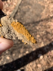 Xanthorioideae