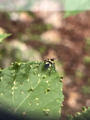 Oncopeltus cingulifer