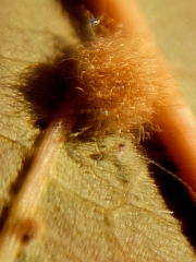 Neuroterus floccosus