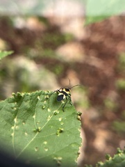 Oncopeltus cingulifer