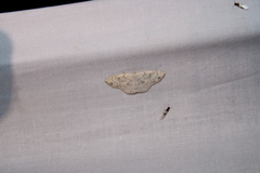 Cyclophora pendulinaria