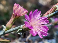 Stephanomeria cichoriacea