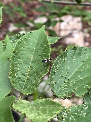 Oncopeltus cingulifer