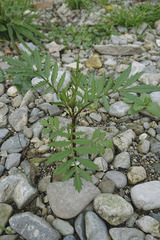 Tagetes patula