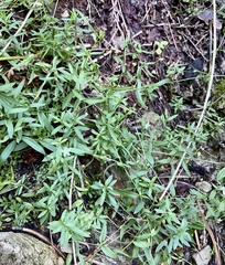 Caryophyllaceae