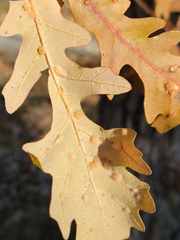 Neuroterus floccosus