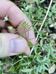 Caryophyllaceae