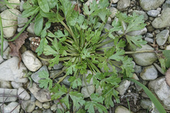Ranunculus sceleratus