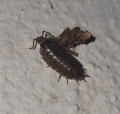 Porcellio achilleionensis