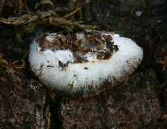 Hypomyces tremellicola