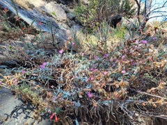 Stephanomeria cichoriacea