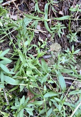 Caryophyllaceae