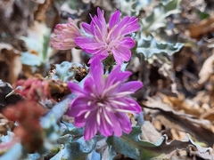Stephanomeria cichoriacea