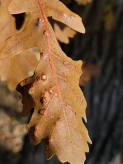 Neuroterus floccosus