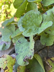 Brunnera macrophylla