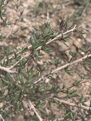 Eriogonum microtheca