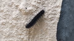 Coscinia chrysocephala