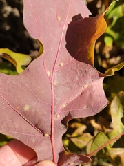 Neuroterus floccosus